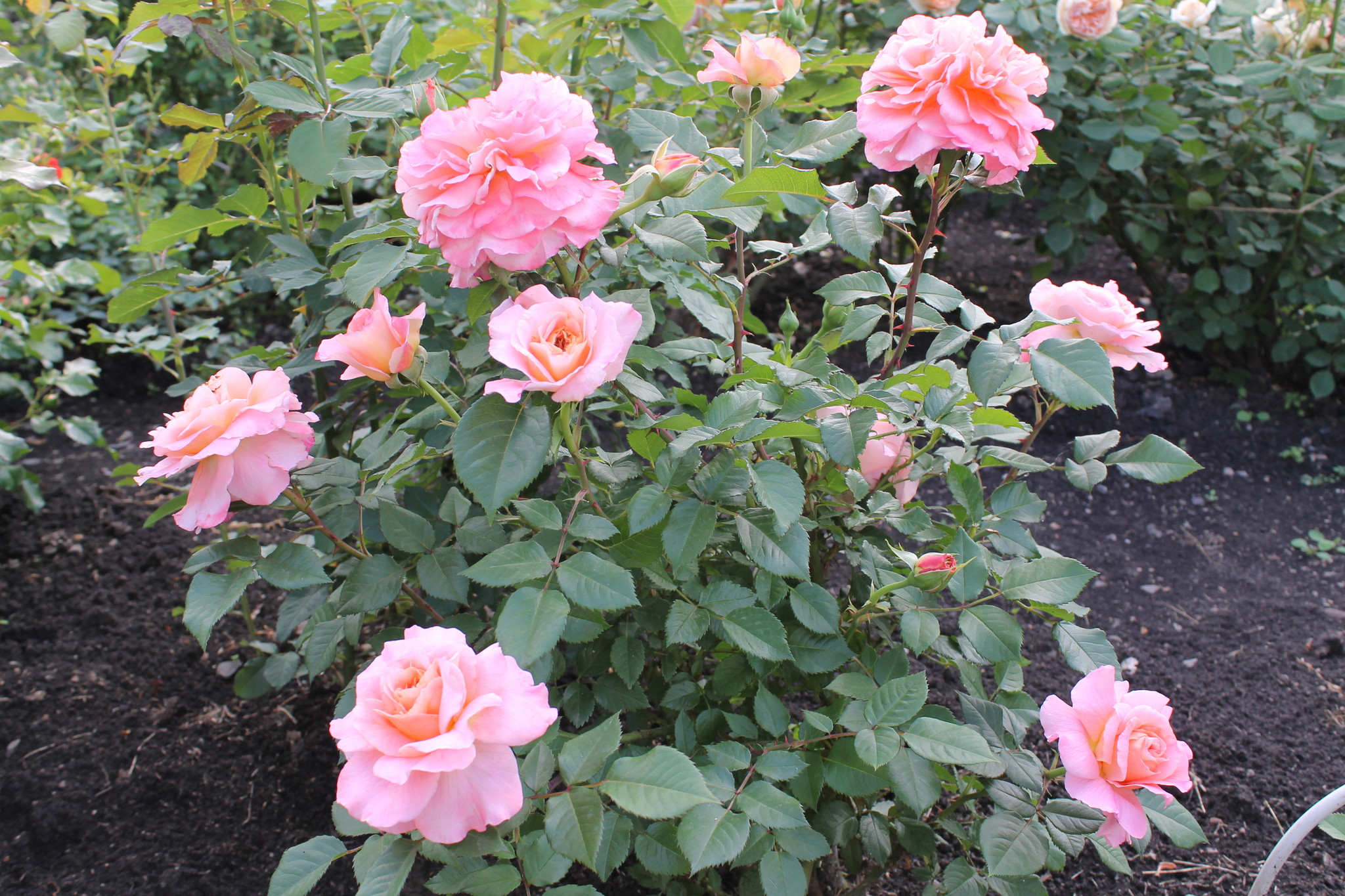 Роза чайно-гибр августа Луиза