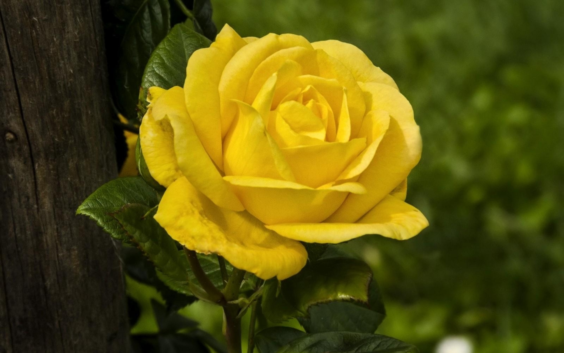 Роза чайно-гибридная Хаммер