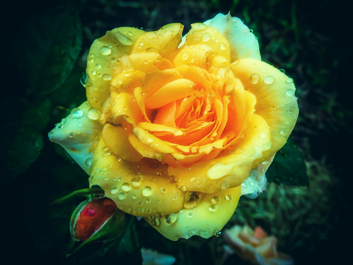 Желтая роза с капельками