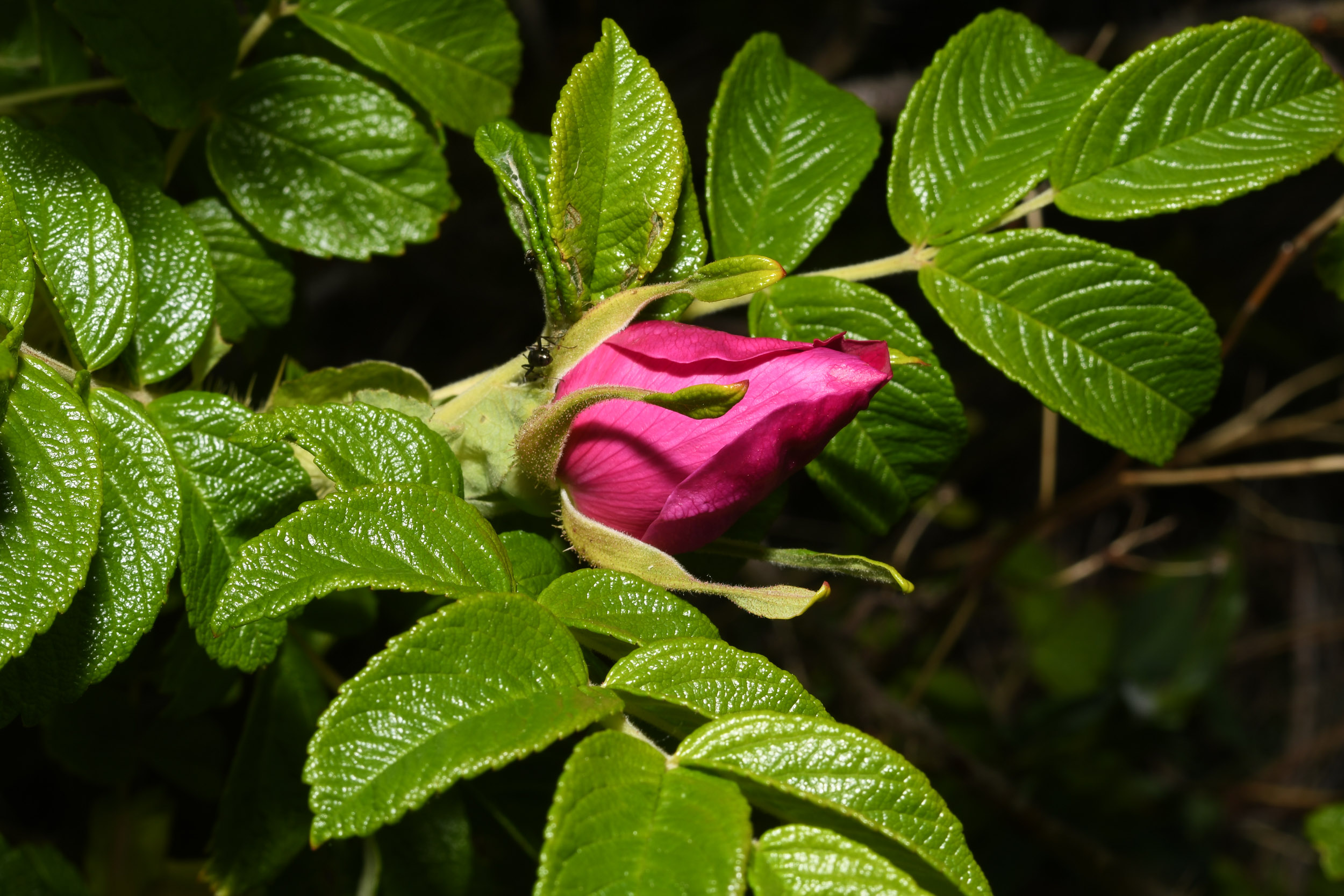 Шиповник Дикая роза ругоза