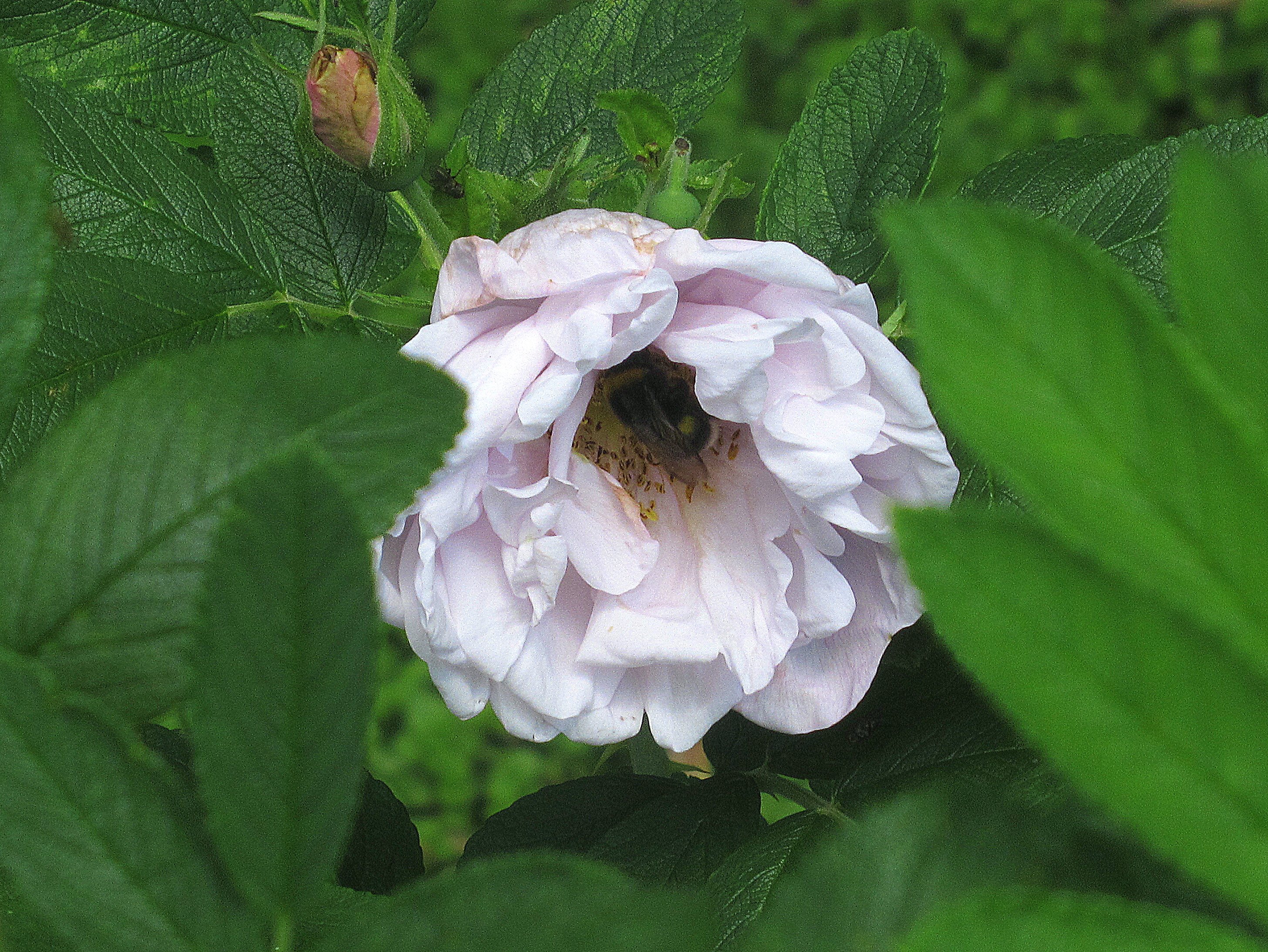 Роза морщинистая Schneekoppe