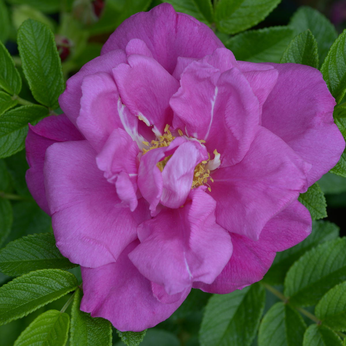 Роза морщинистая moje Hammarberg