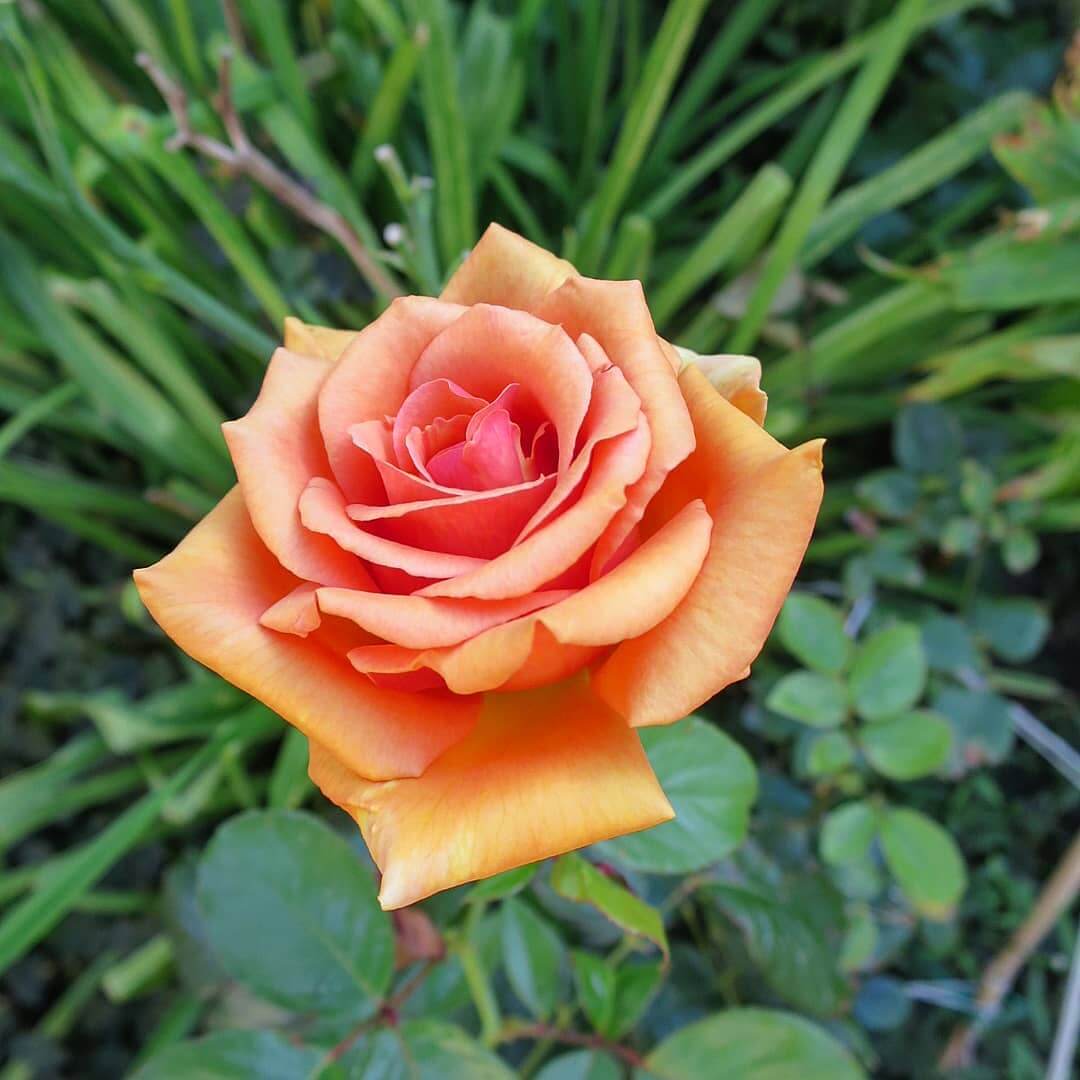 Роза сорт ашрам фото