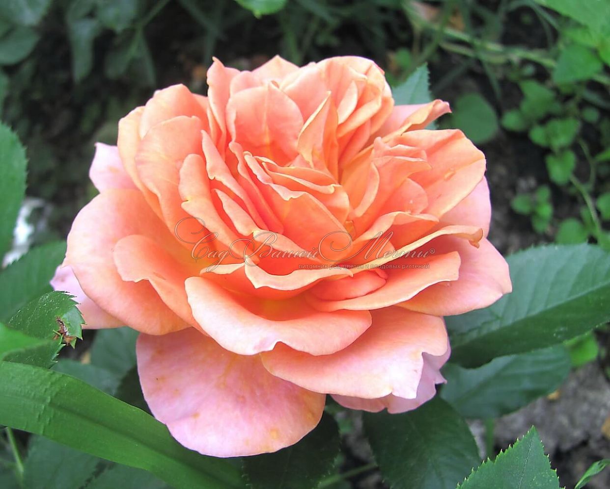 Сорт розы ашрам фото