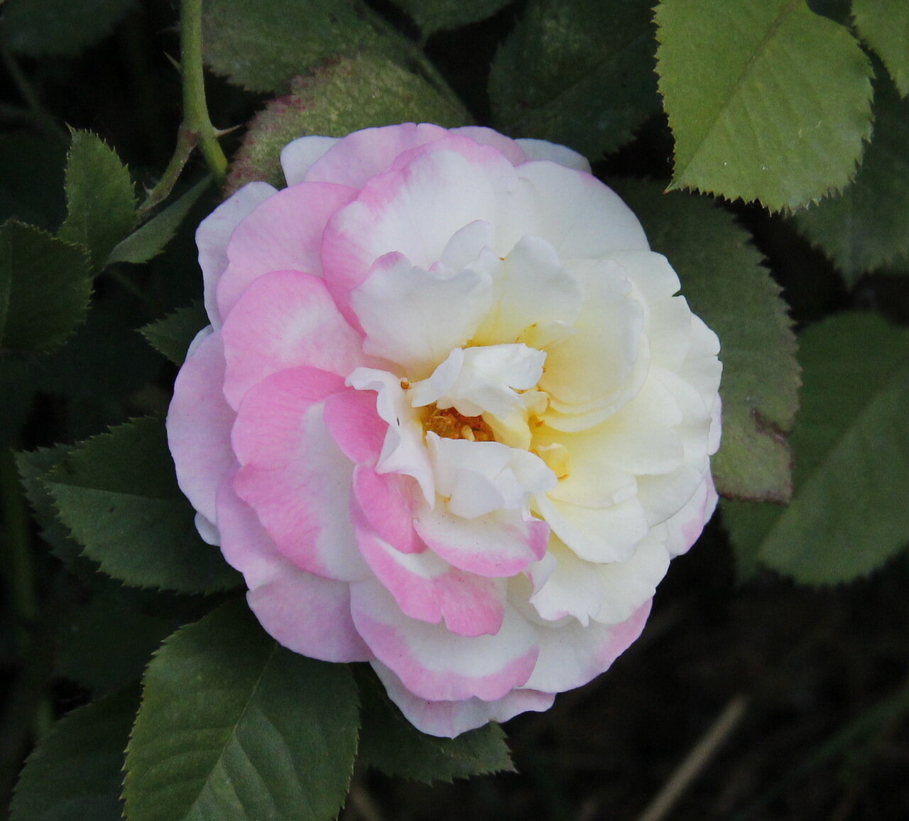 Роза чайно гибридная ашрам фото и описание