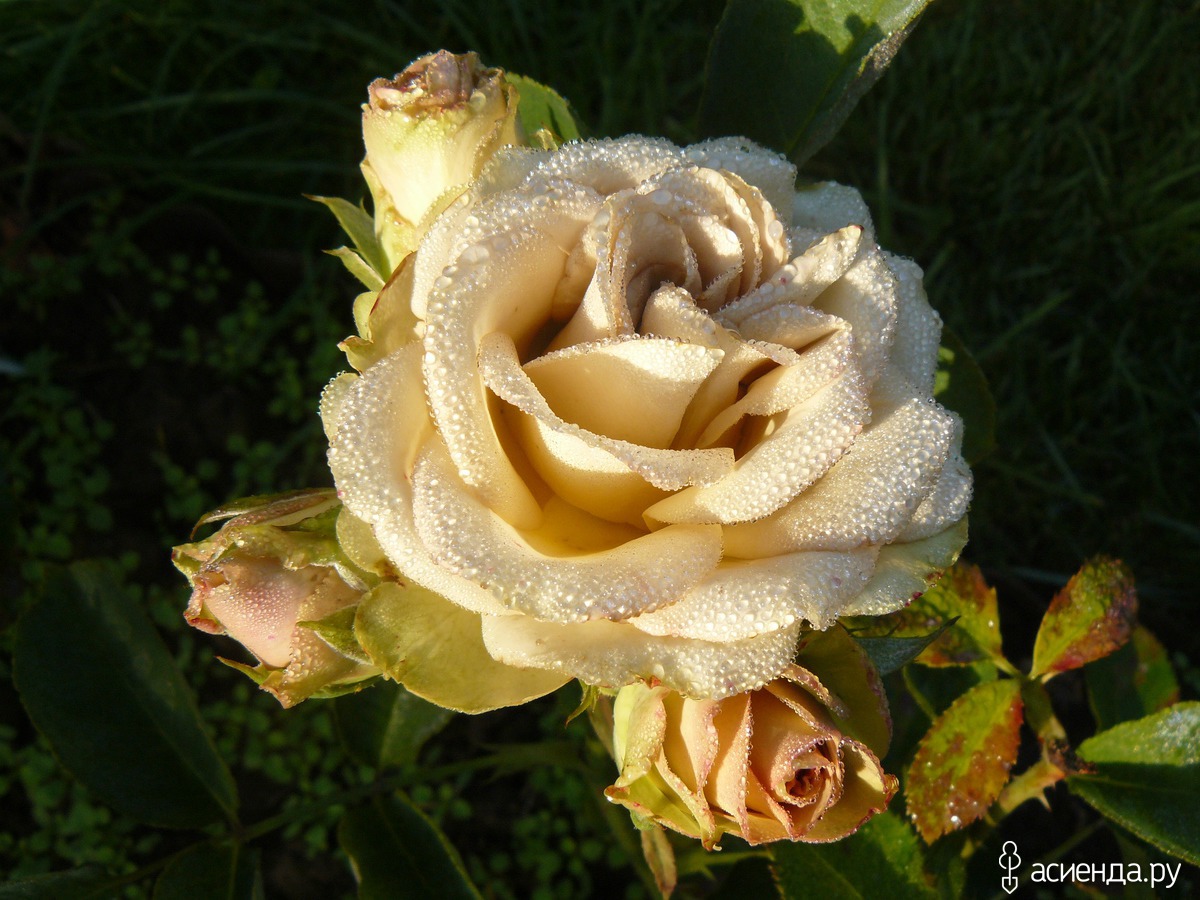 Чайно гибридная роза амнезия фото и описание