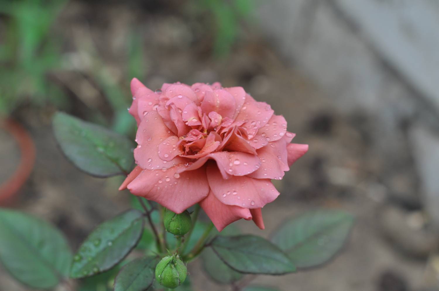 Sheherazade роза