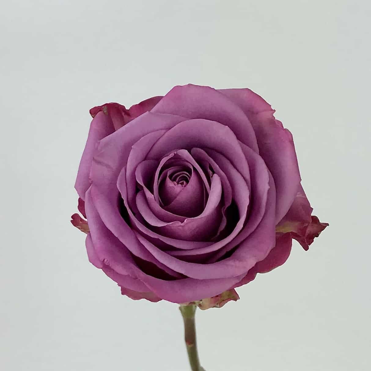 оушен сонг роза эквадор