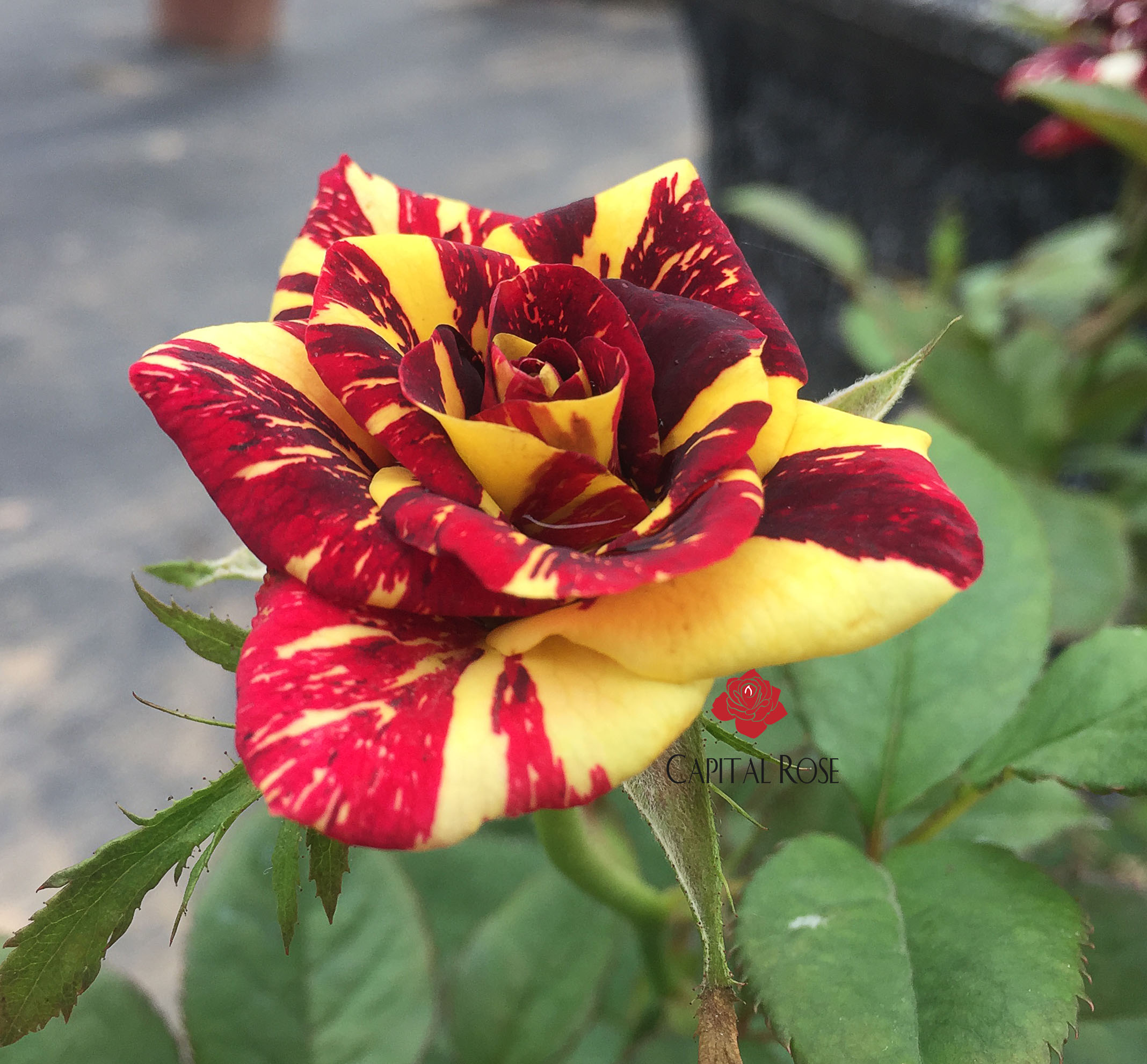 Роза флорибунда абракадабра
