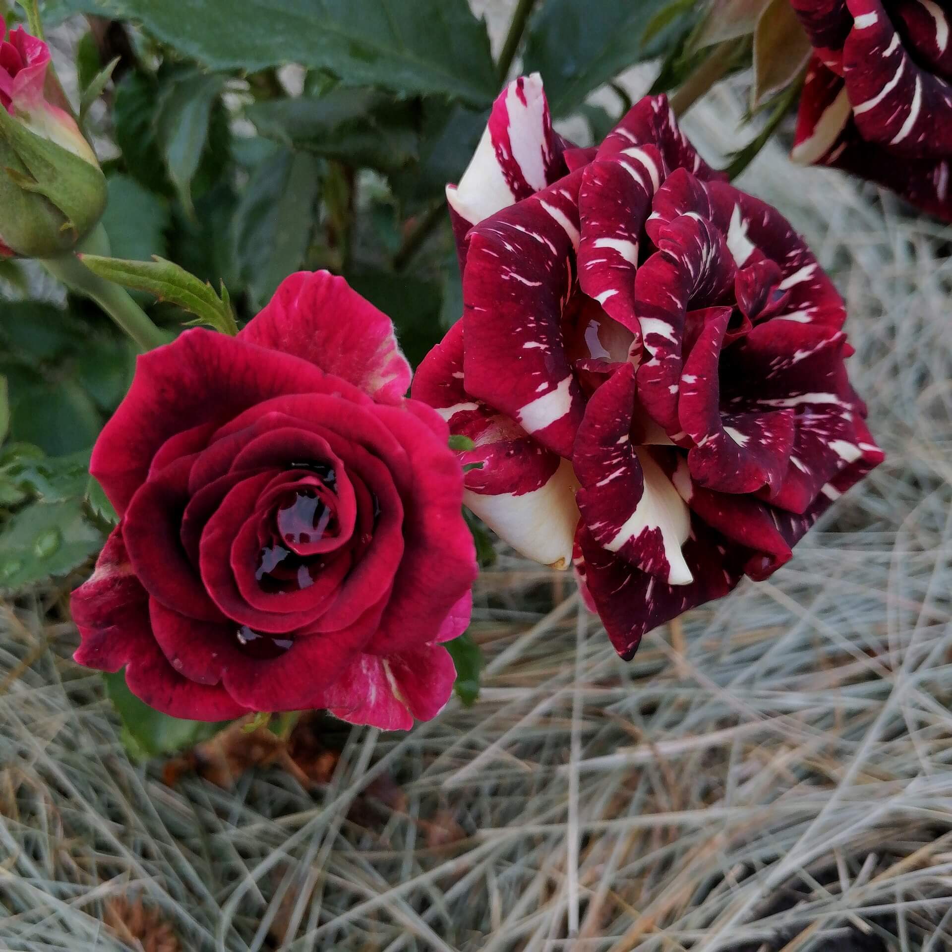 Сорт розы абракадабра фото