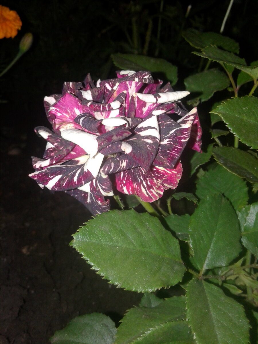 Роза плетистая абракадабра