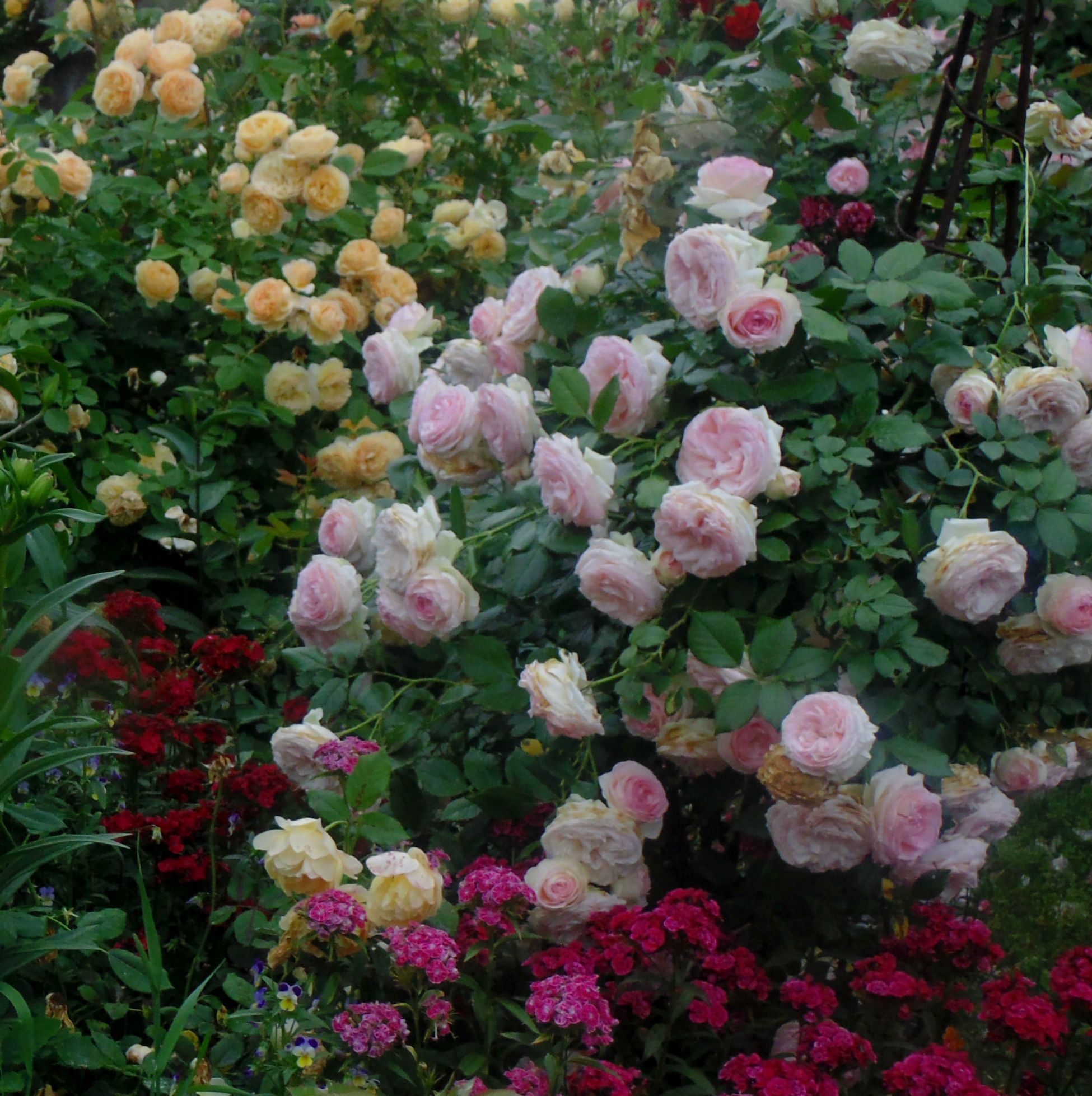 Роза компаньон для розы Пьер де Ронсар
