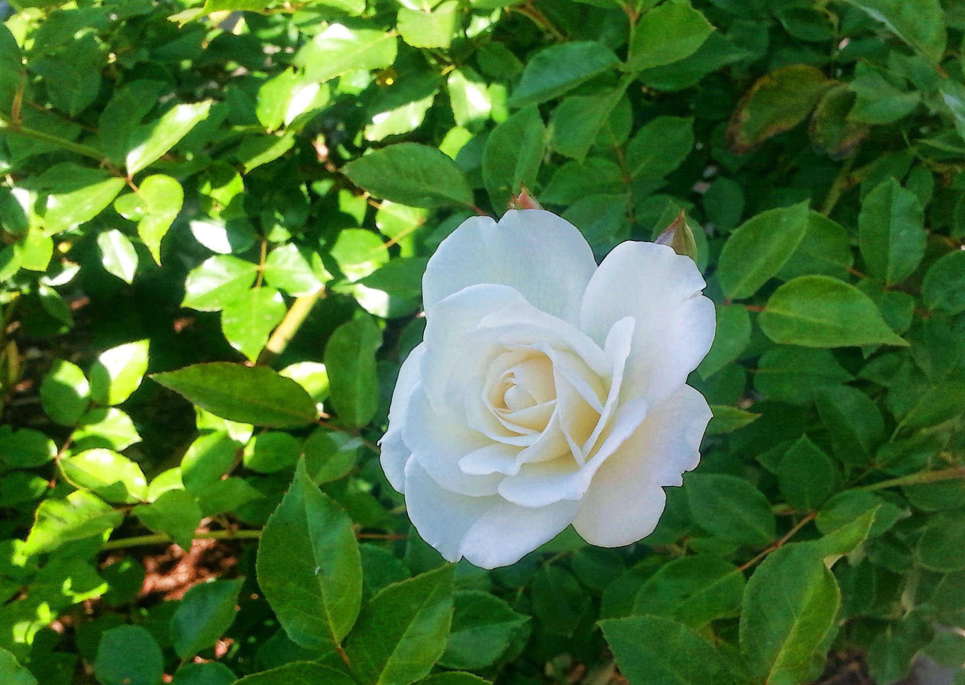 White Ashley роза