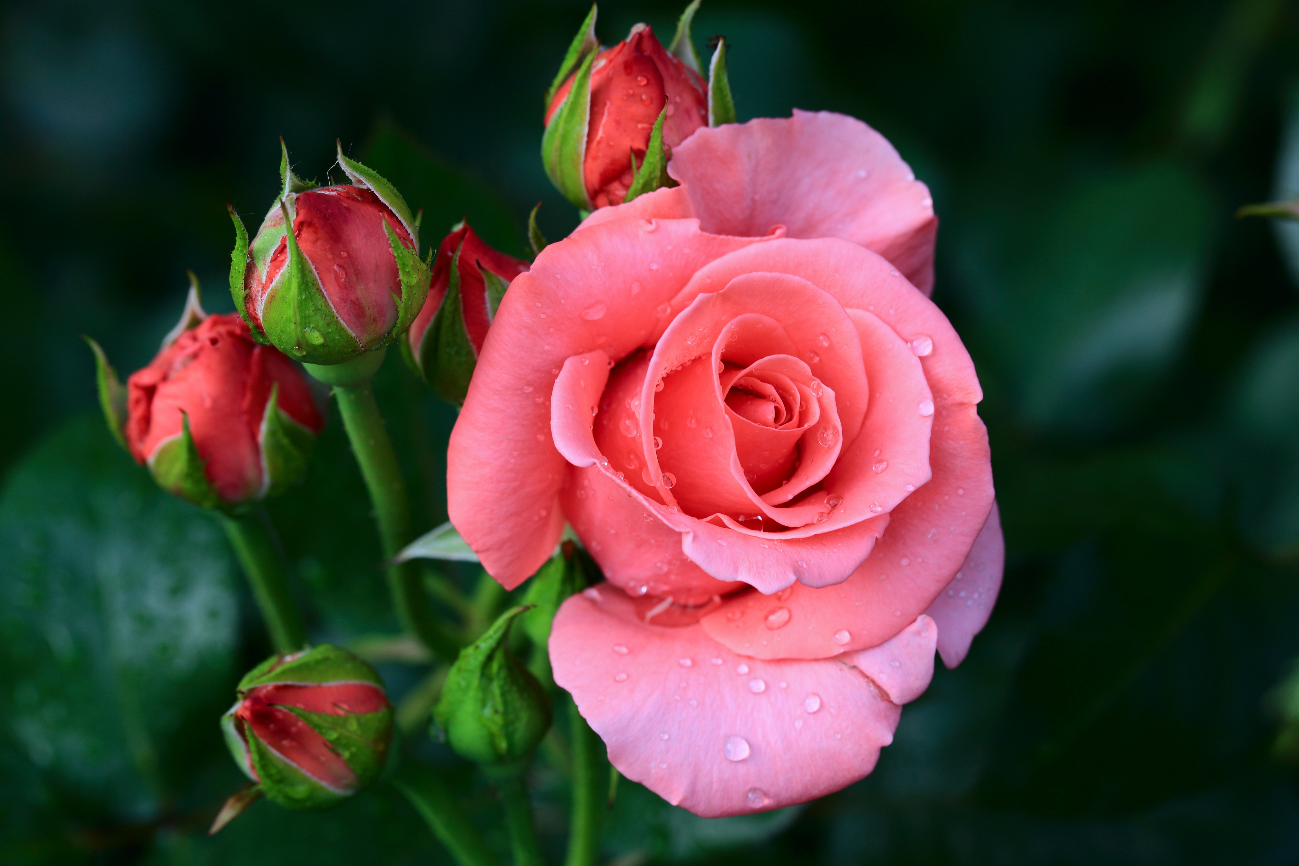 Цветок золотая роза фото