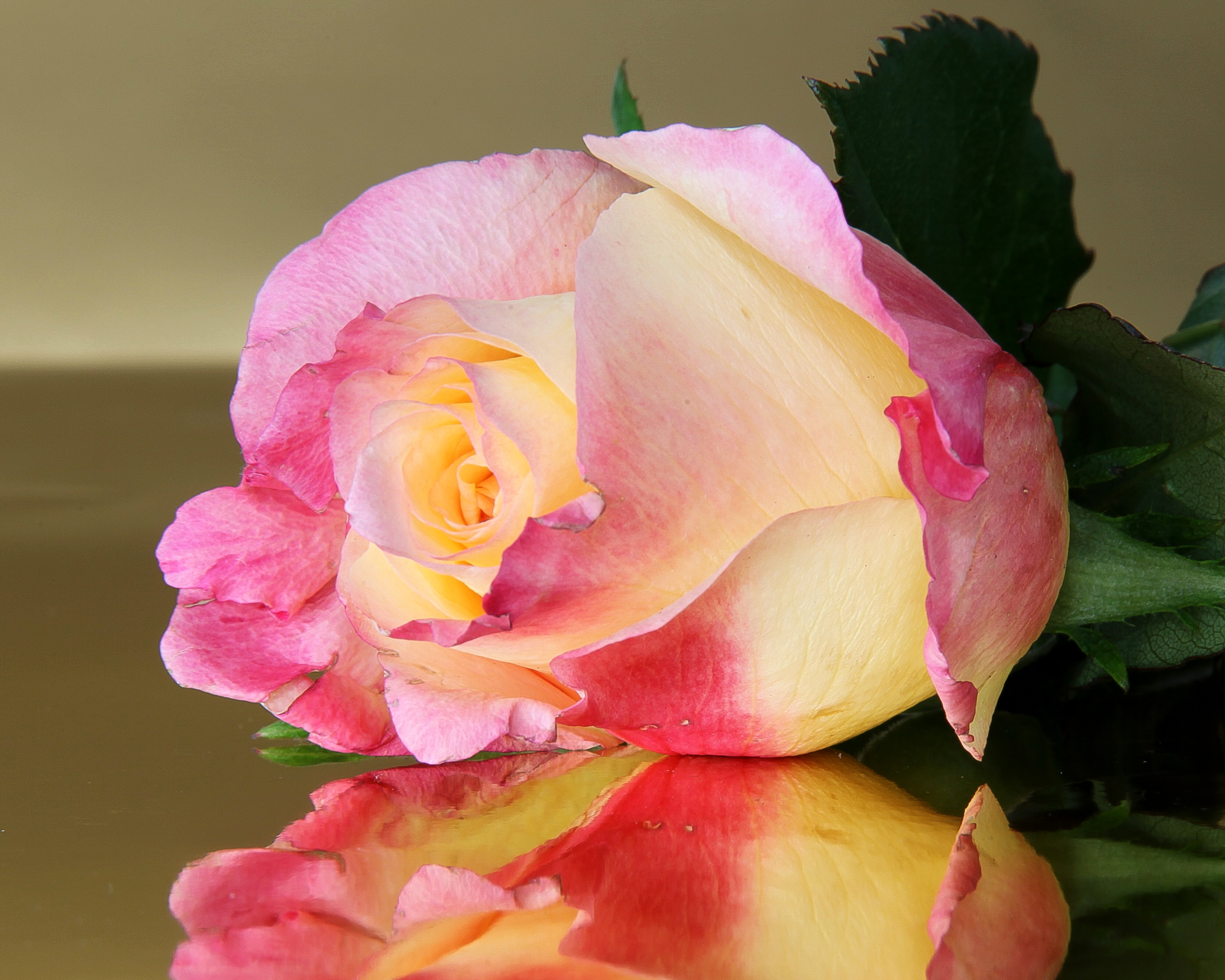 Лучшие розы земли. Красивые розы. Розовые розы. Красивые крупные цветы. Красивые крупные розы.