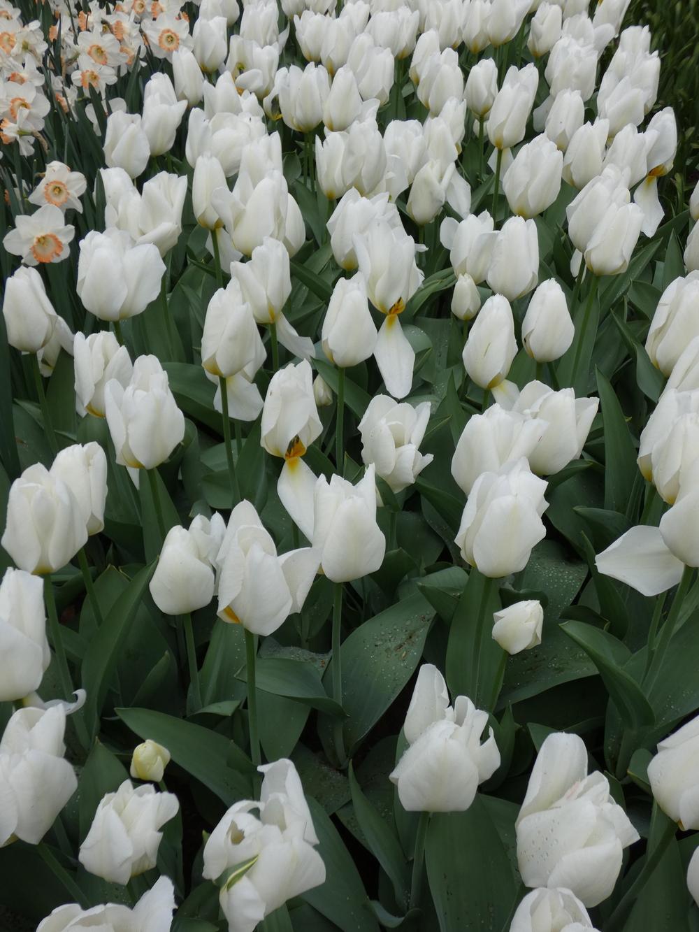 Тюльпаны Пуриссима White