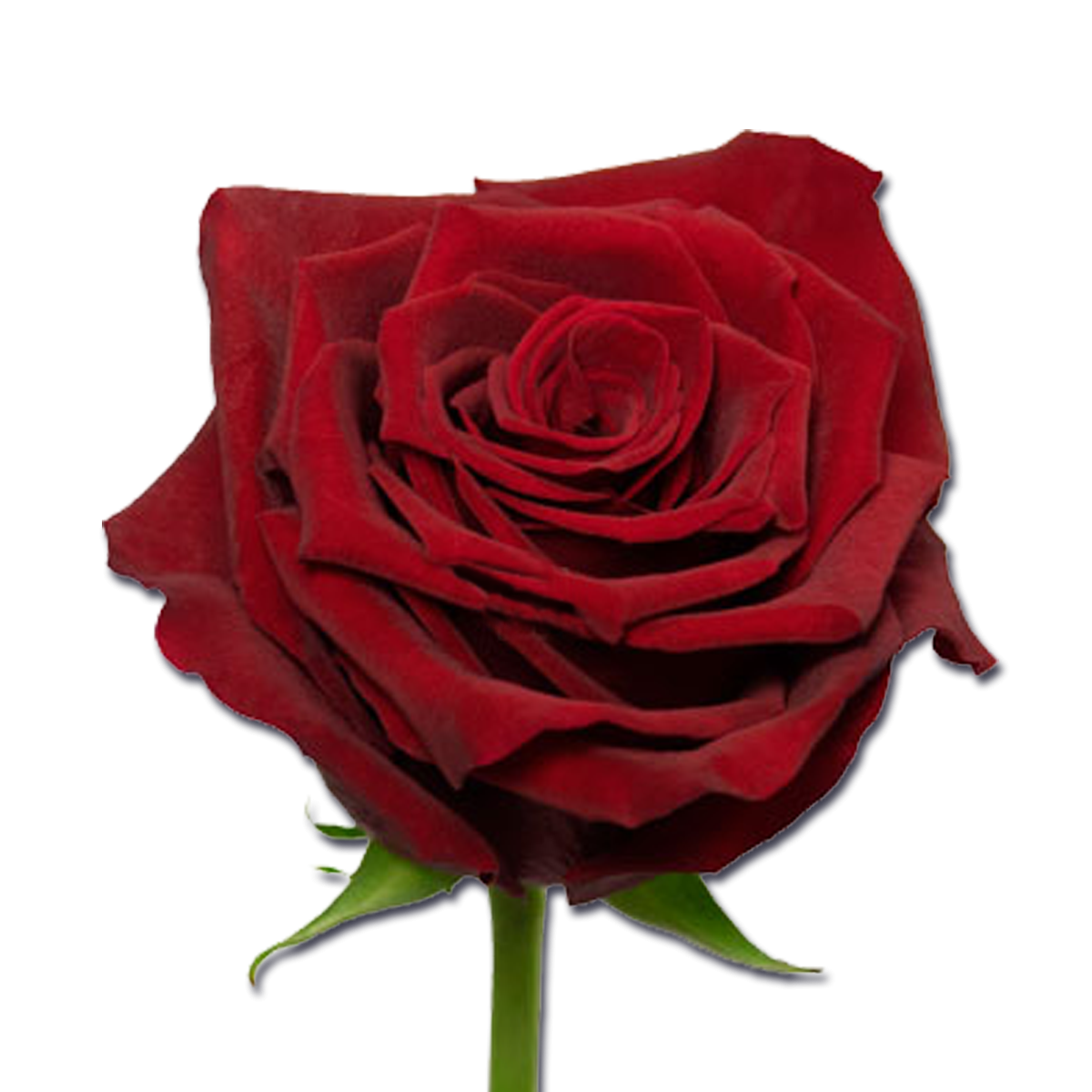Роза эквадор бордовая