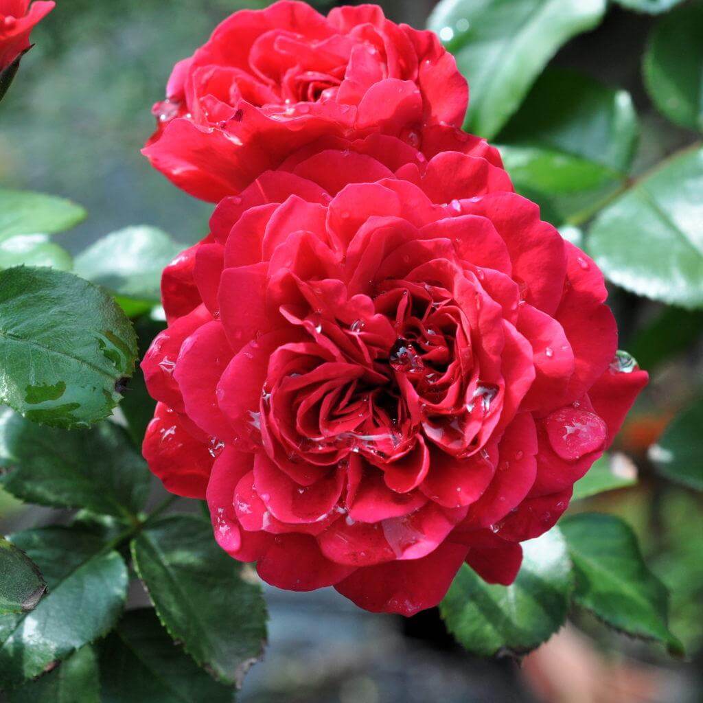 Роза флорибунда красная 