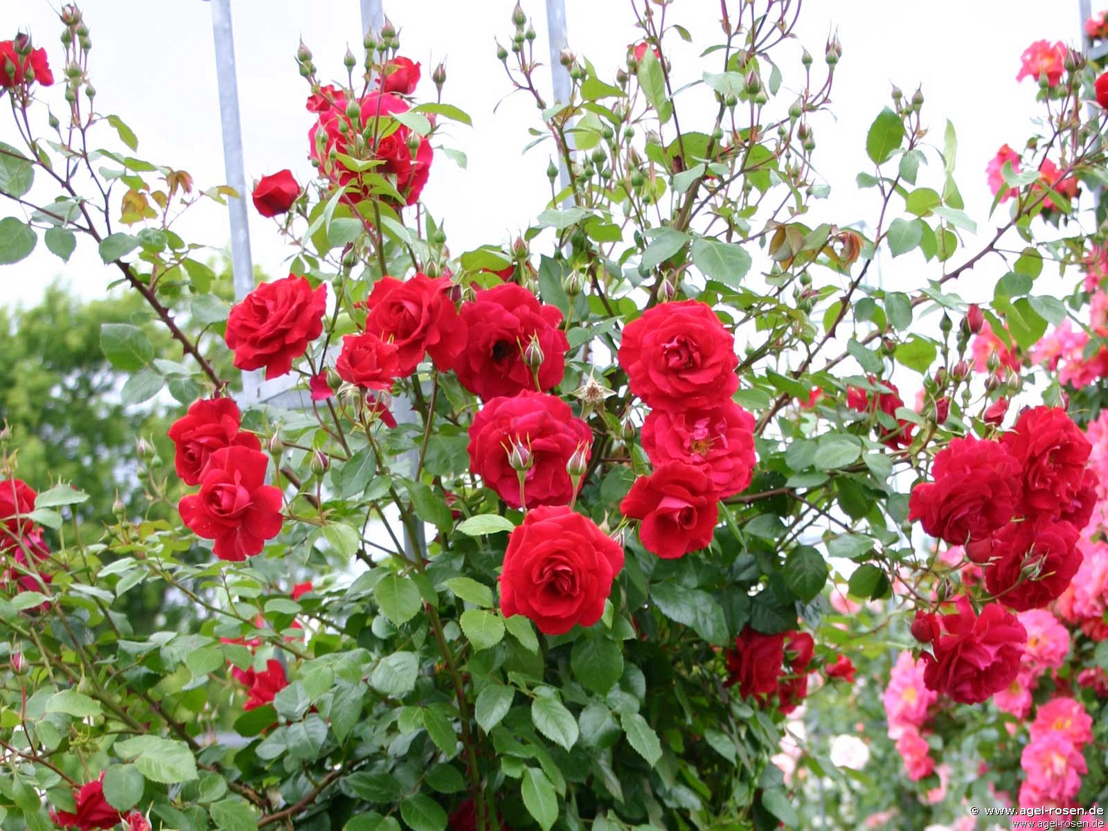 Роза плетистая Baikal