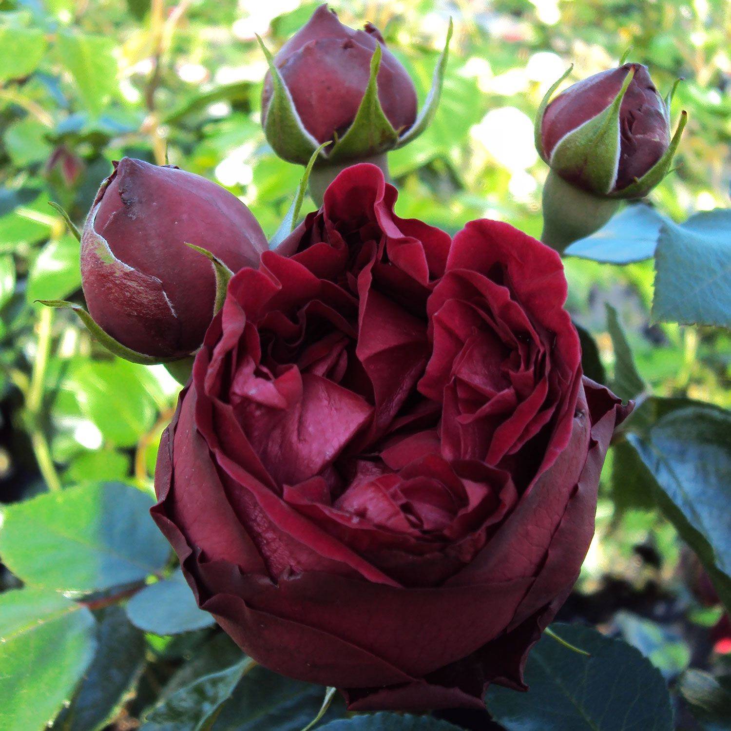 Ред эден роуз роза фото