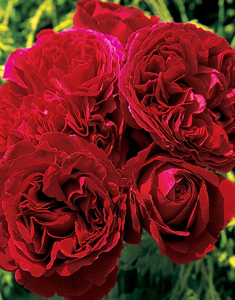 Травиата Traviata роза