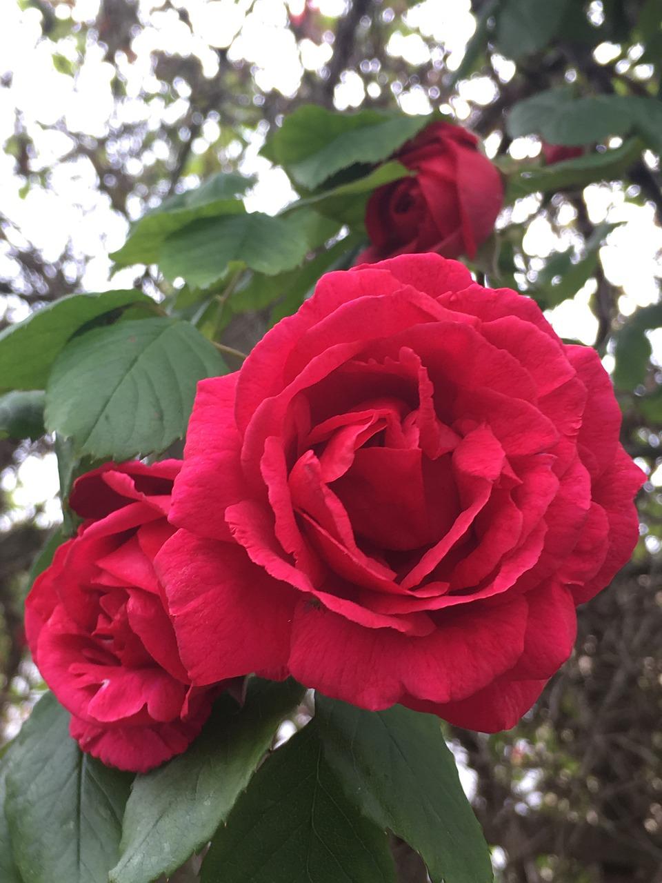 Розы Весна красный