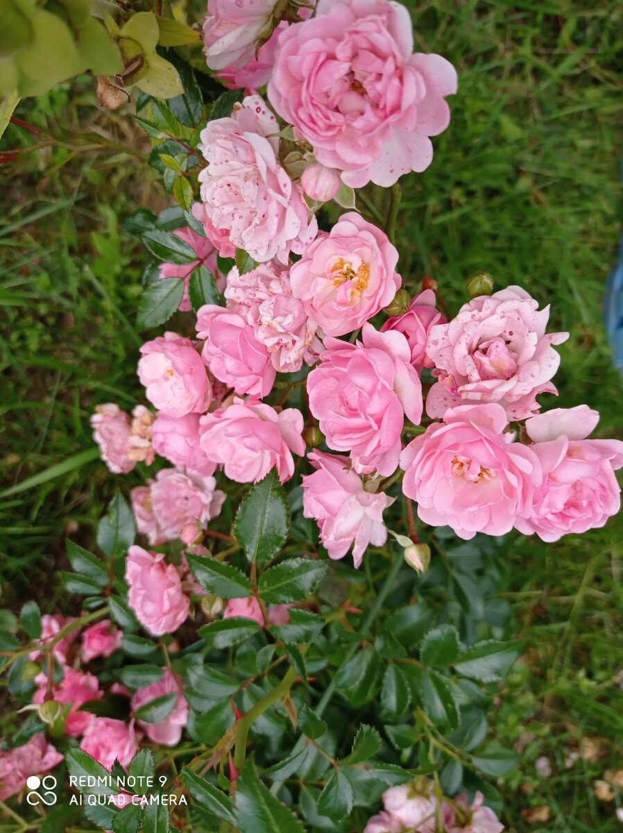 Роза Аврора корнесобственная