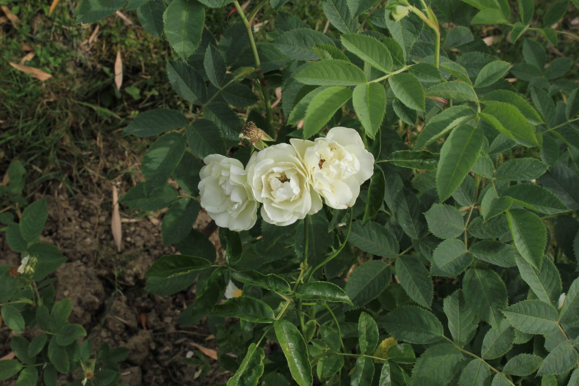 Роза полиантовая Вайт костер