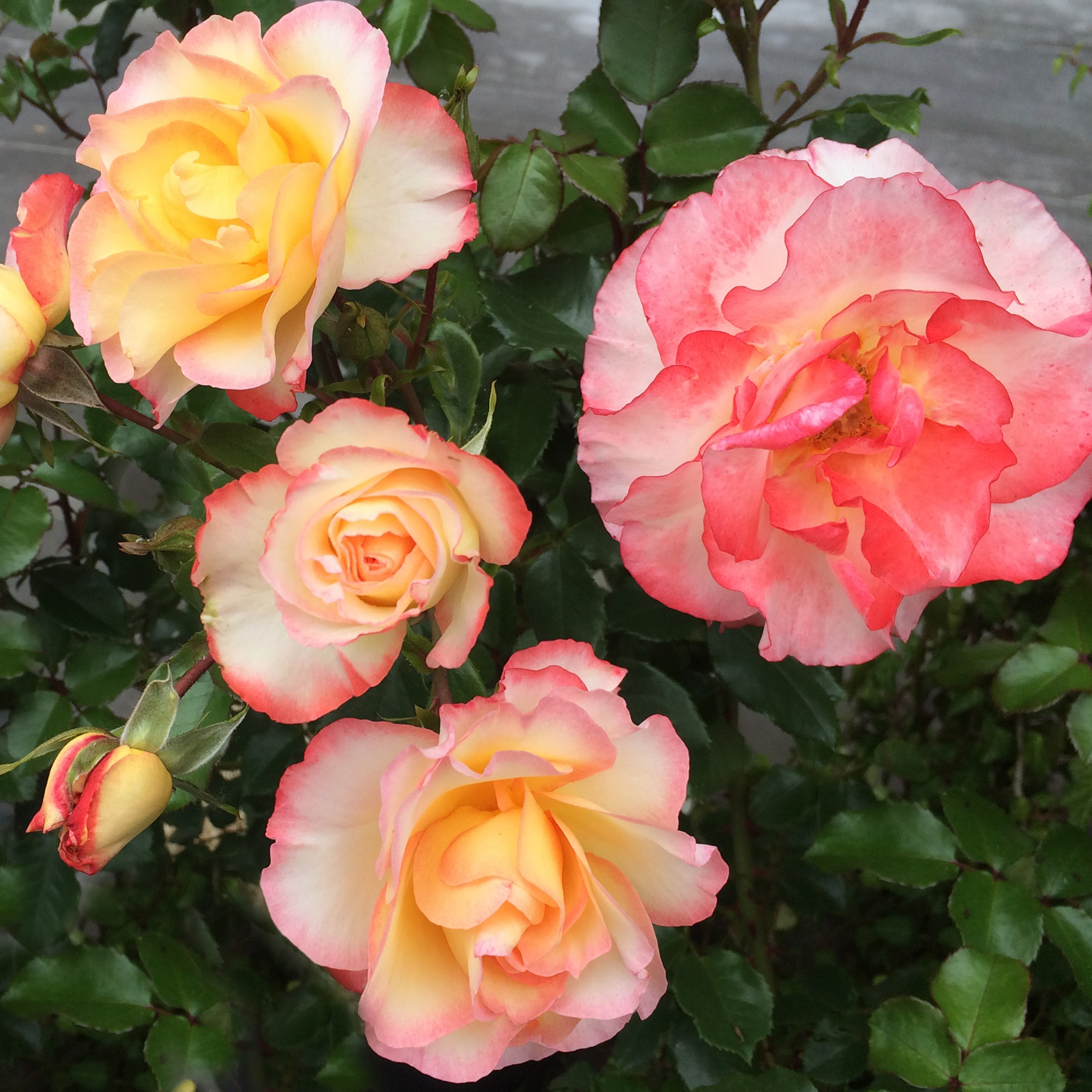 Сантандер де Лурд роза куст