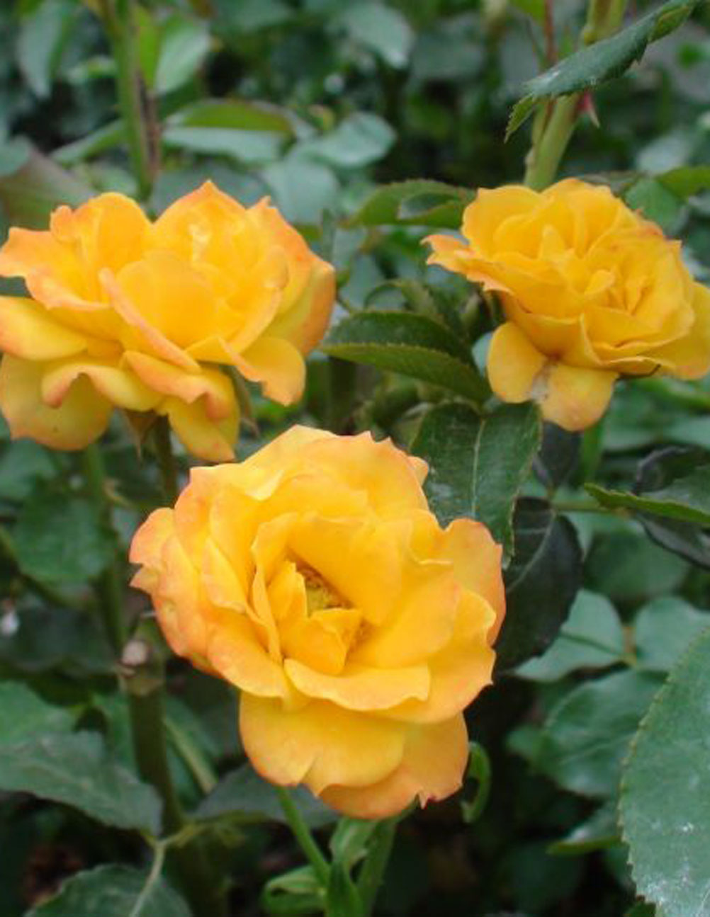 Роза полиантовая желтая