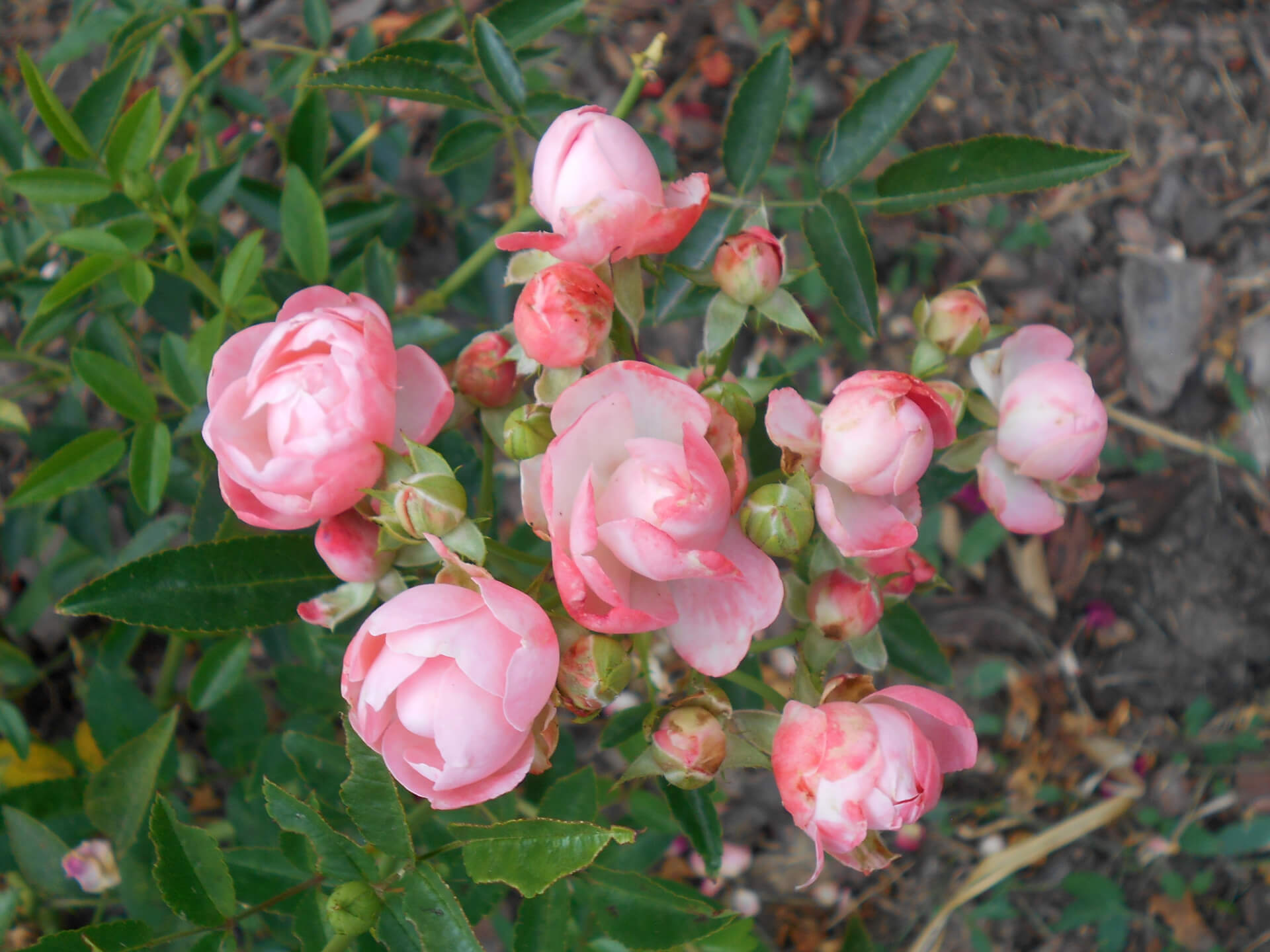 Роза полиантовая 