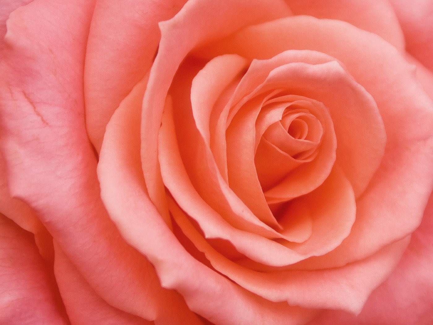 Цвет Чайной Розы