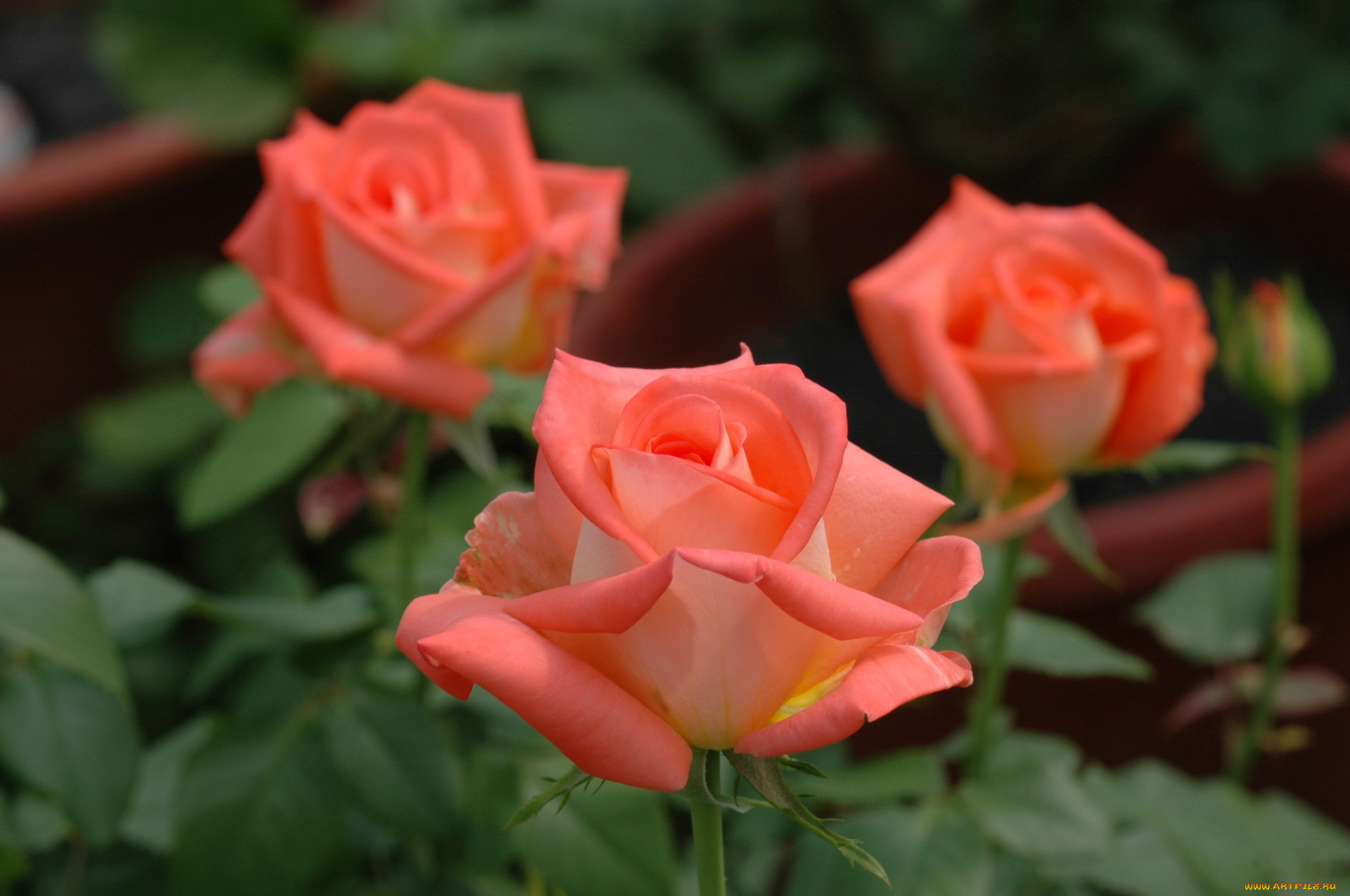 Роза бокаловидная персиковая