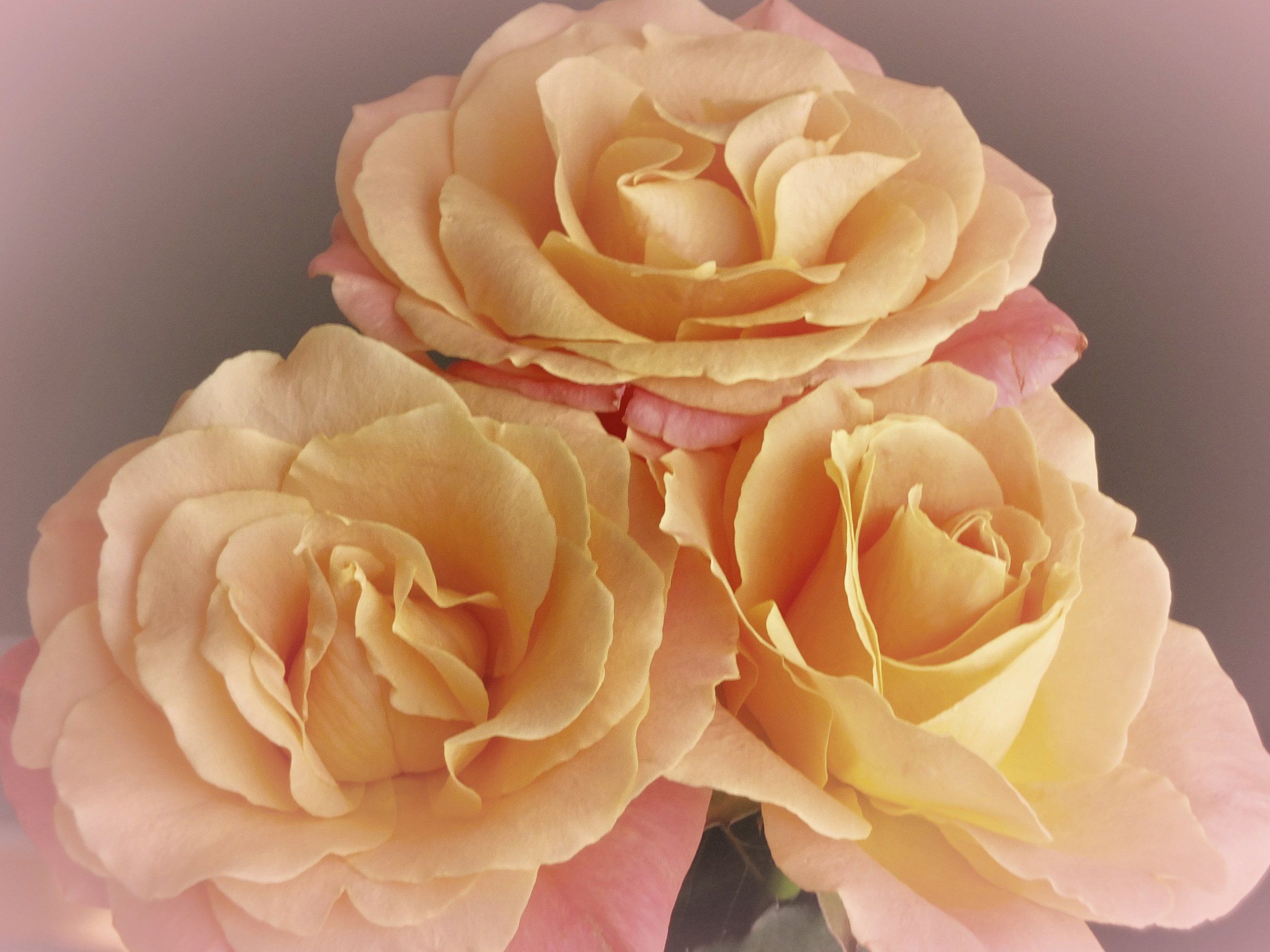 Розы бежевого цвета
