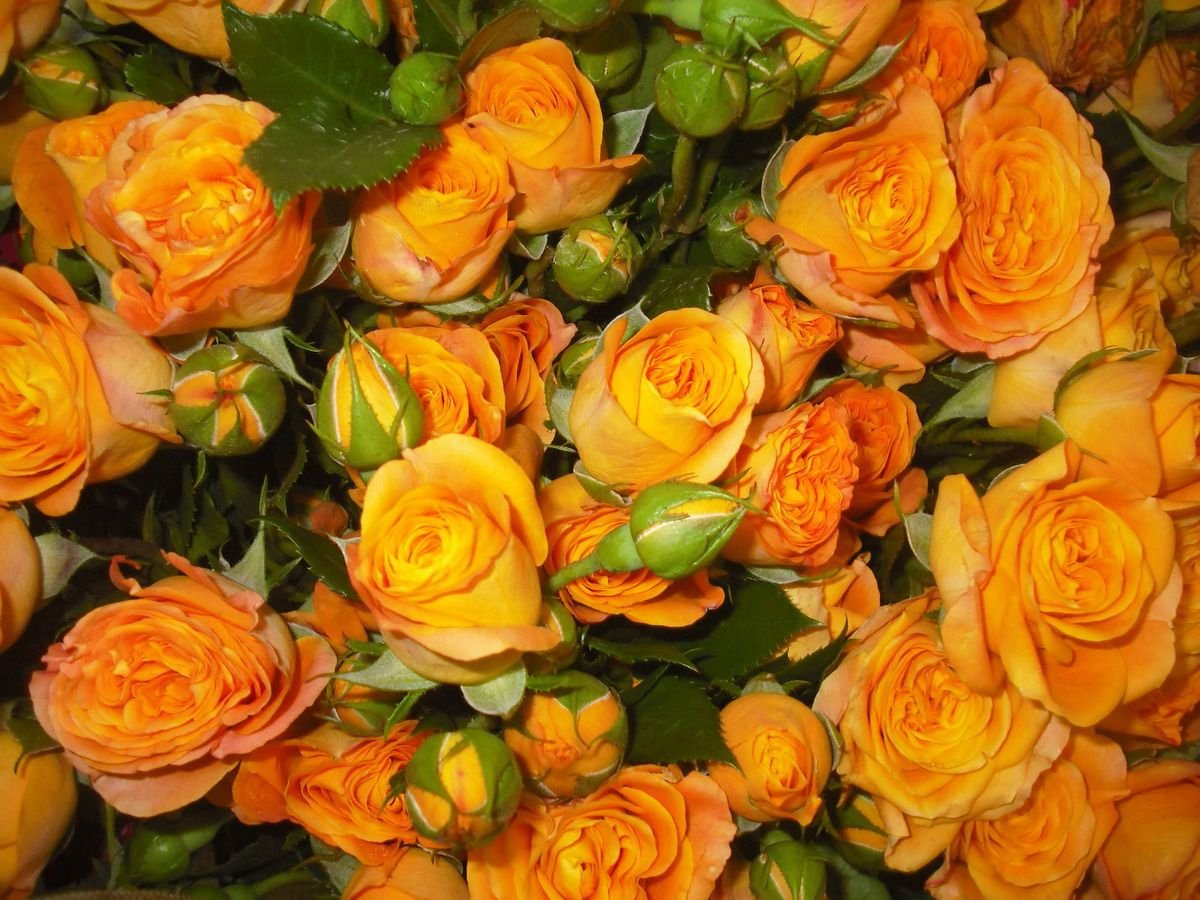 Оранжевые кустовые розы
