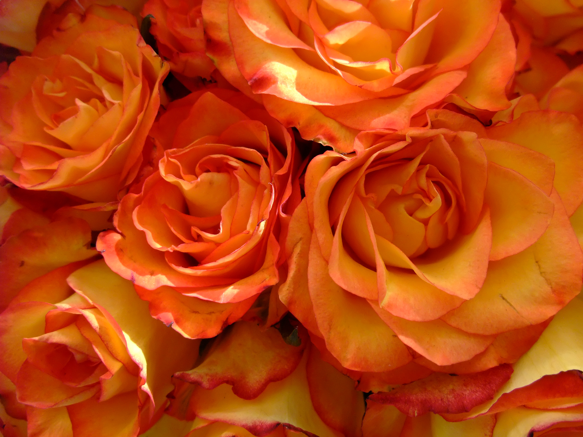 Цвет чайная роза это какой цвет фото