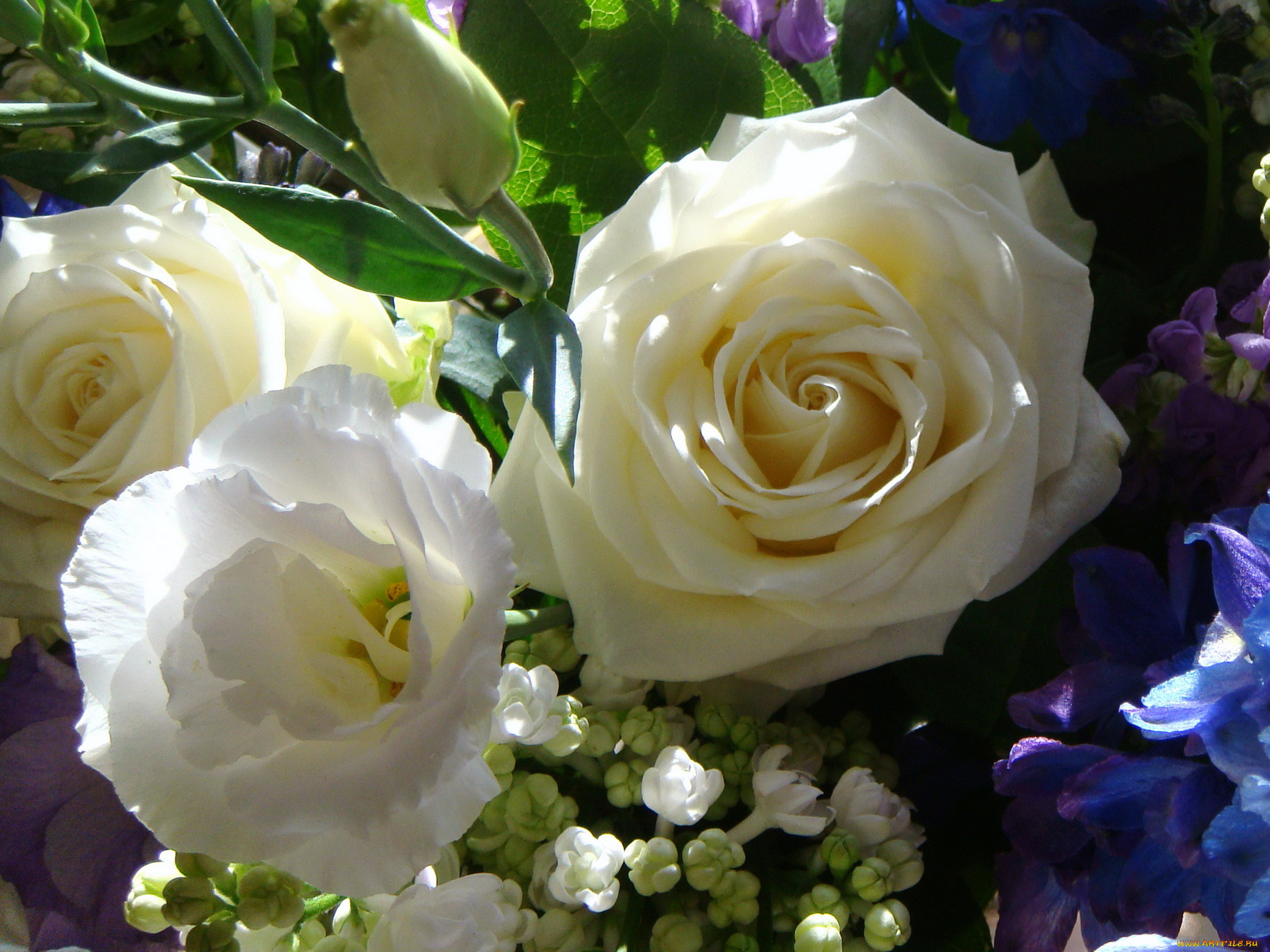фото самых красивых белых роз