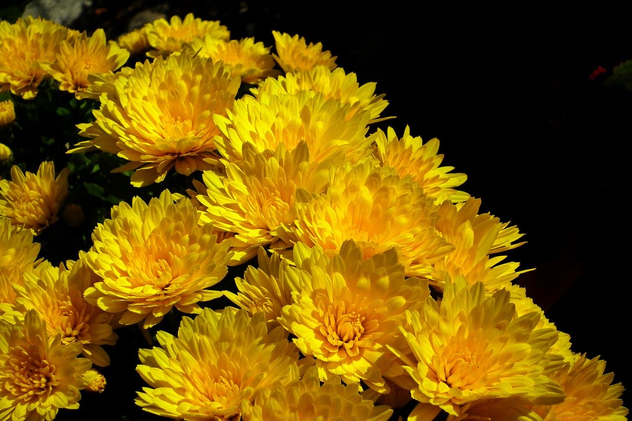 Цветы желтые хризантемы. Хризантема Ванди Еллоу. Хризантема фонтайм Еллоу.