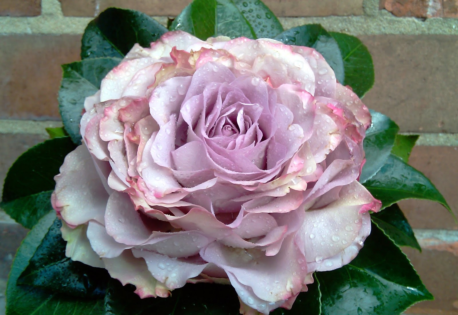 Кармен Вюрт роза флорибунда