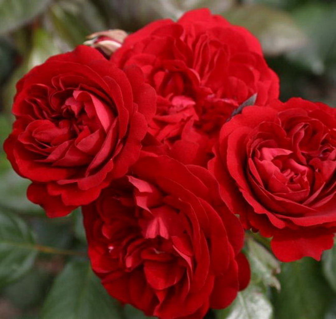 Мариандель роза