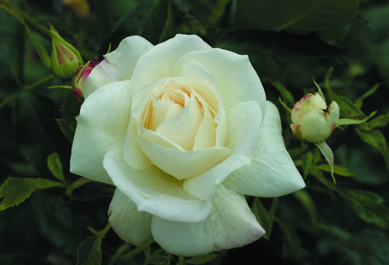 Роза флорибунда ла Палома 85