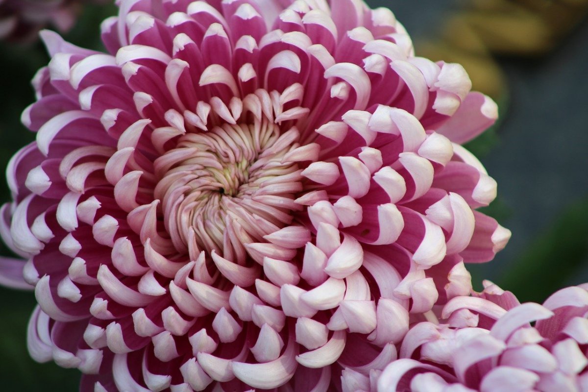 Хризантема крупноцветковая описание и фото