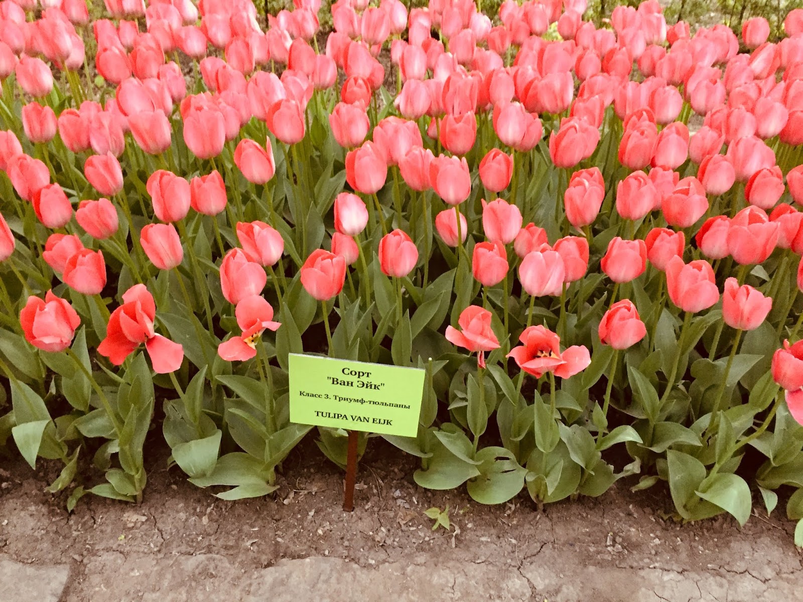 Тюльпаны ван эйк фото и описание