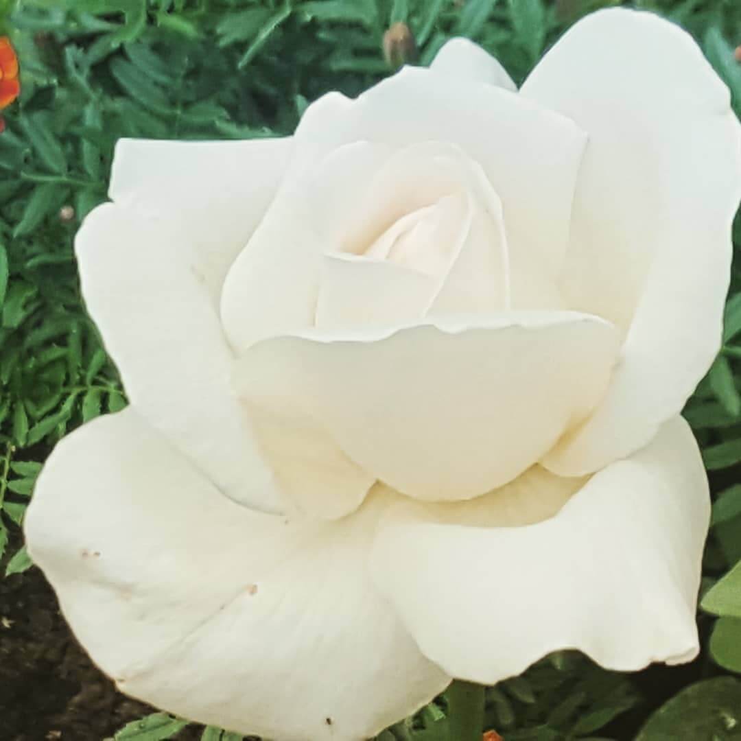 Сорт розы Анастасия фото