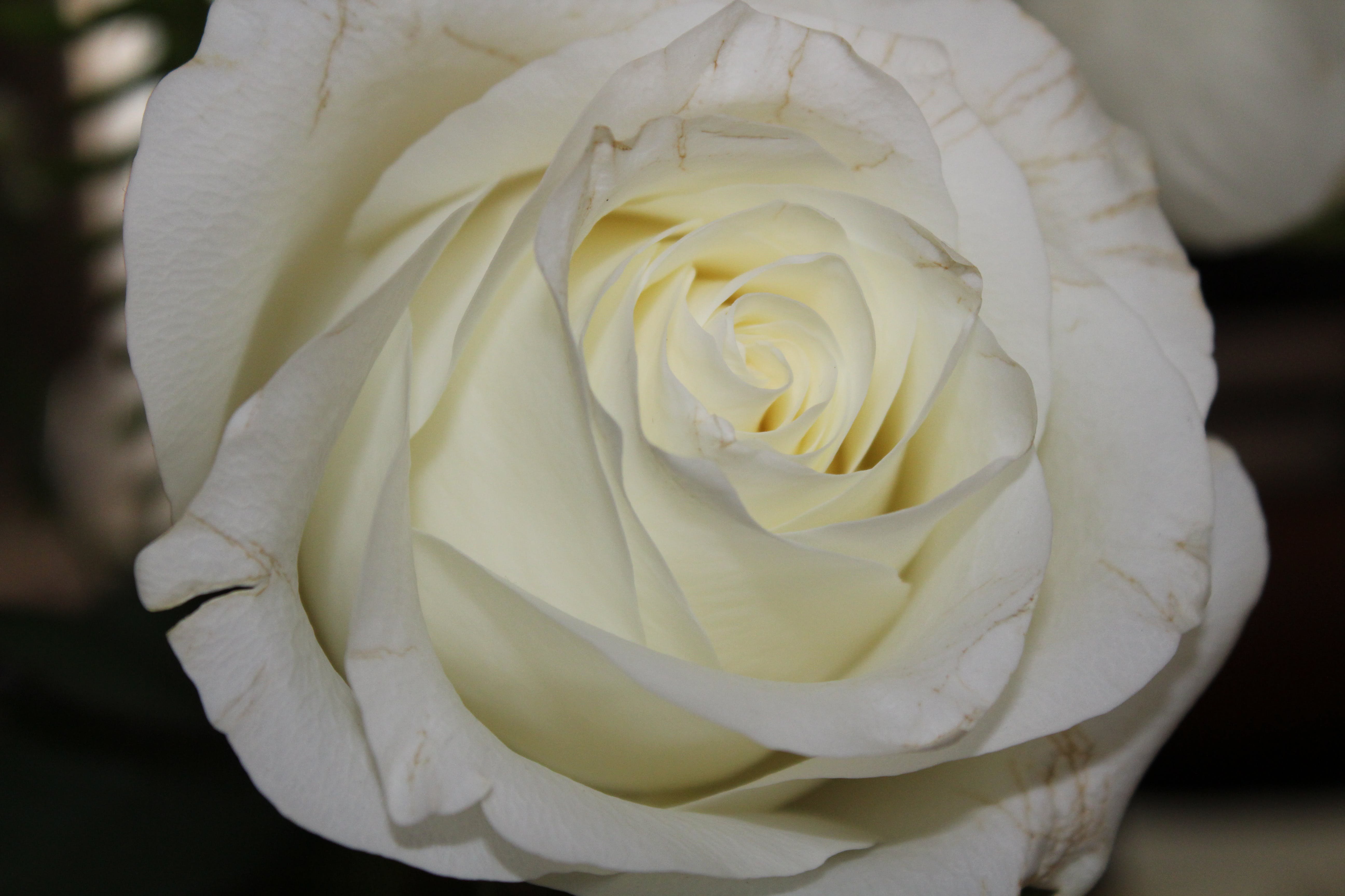 Сорта белых роз фото и названия для средней полосы