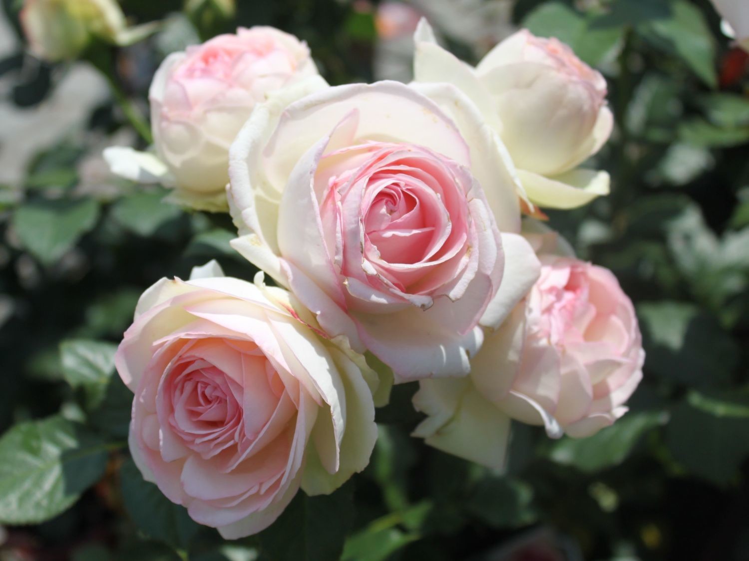 Eden Rose роза