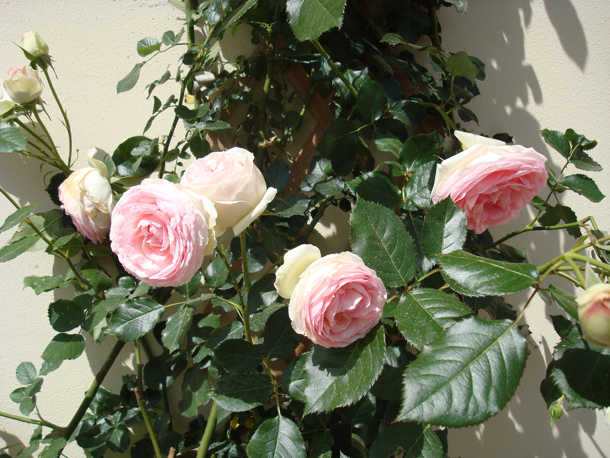 Роза цикламен Пьер де Ронсар фото