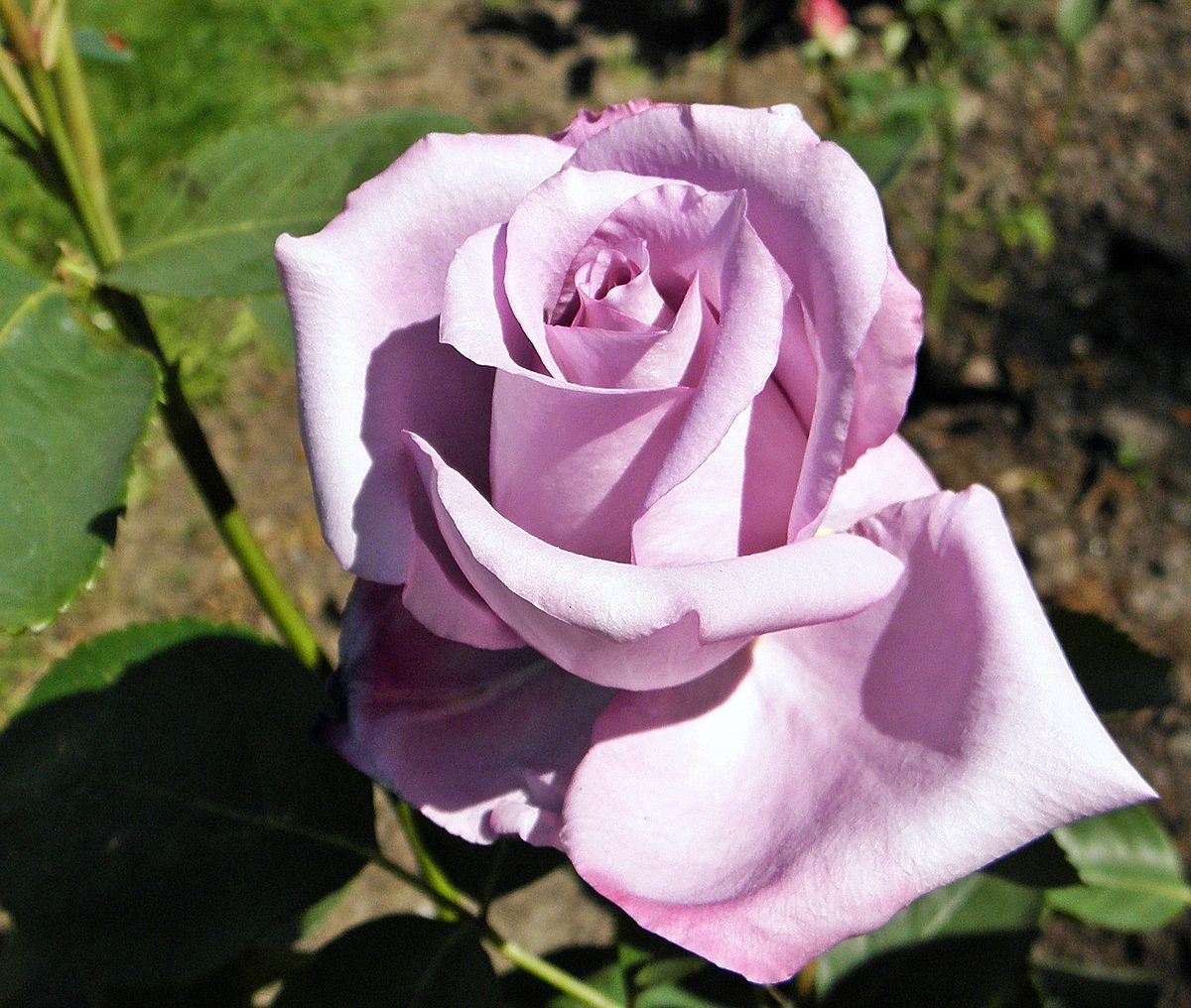 Роза чайно-гибридная Блю гёрл