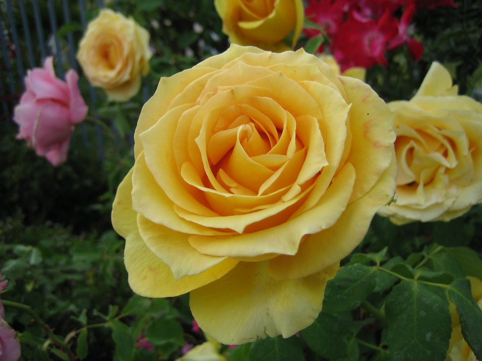 Живые жёлтые розы.в огороде