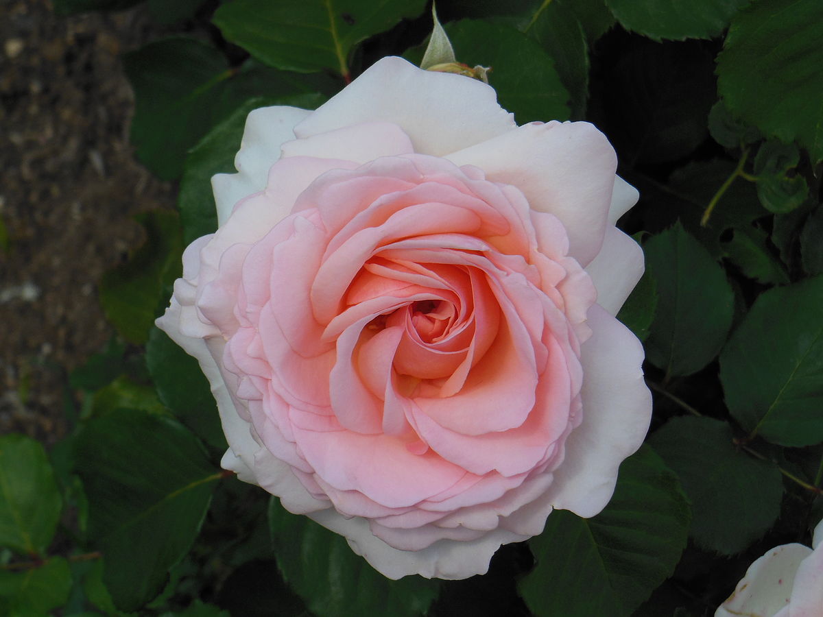 роза ренессанс фото
